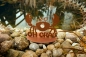 Preview: Edelrost Krabbe Oh Crab