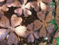 Preview: Edelrost Kugel Hortensie