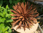 Preview: Edelrost Kugeldistel