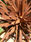Preview: Edelrost Kugeldistel