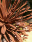 Preview: Edelrost Kugeldistel