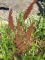 Preview: Edelrost Gartenstecker Pampasgras