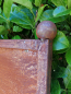 Preview: Edelrost Paravent Blume Ghoncheh