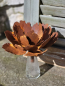Preview: Edelrost Gartenstecker Pfingstrose