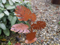 Preview: Edelrost Philodendron auf Platte