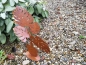 Preview: Edelrost Philodendron auf Platte
