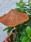Preview: Edelrost 3D Pilz zum Stecken
