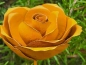 Preview: Edelrost Topfstecker Rose Fairy