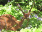 Preview: Edelrost Schnecke Berta am Stab