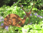 Preview: Edelrost Schnecke Berta am Stab