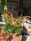 Preview: Edelrost Gartenstecker Skizzenflügel