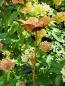 Preview: Edelrost Solar Gartenstecker Blume Paulina, flach
