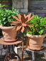 Preview: Edelrost Solarblume Maya, rot