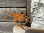Preview: Edelrost Spinne zum Schrauben