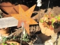 Preview: Edelrost Gartenstecker Stern mini