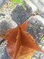 Preview: Edelrost Tanne Andi, 3D