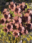 Preview: Edelrost Blume Tellerhortensie, klein