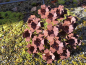 Preview: Edelrost Blume Tellerhortensie, klein