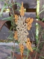 Preview: Topfstecker Schneeflocke Yukina, Goldglitzer