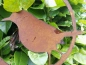 Preview: Edelrost Vogel im Ring, Amsel