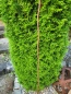 Preview: Edelrost Gartenstecker Vogelnest