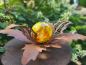 Preview: Edelrost Glasblume Waldblüte, gelb