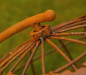 Preview: Edelrost Weltkugel