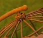 Preview: Edelrost Weltkugel