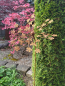 Preview: Edelrost Windrad Blumenwiese