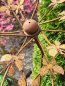 Preview: Edelrost Windrad Blumenwiese