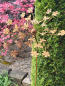 Preview: Edelrost Windrad Blumenwiese