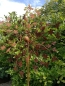 Preview: Edelrost Windrad Blumenwiese, doppelt