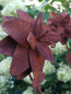 Preview: Edelrost Windrad Flowerspin mit Schmetterlingen