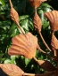 Preview: Edelrost Windrad Ginkgoblätter, einfach