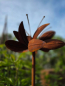 Preview: Edelrost Blume Iris, Windradblume