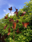 Preview: Edelrost Windrad Schmetterlinge, 80 cm