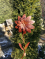 Preview: Edelrostoptik Blume Blossom