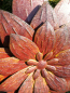 Preview: Edelrostoptik Blume Blossom