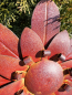 Preview: Edelrostoptik Blume Cherry