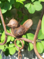 Preview: Rostoptik Gartenglocke mit Vogel