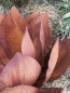 Preview: Edelrost Agave 60 cm