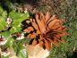 Preview: Edelrost Echeveria