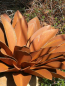 Preview: Edelrost Echeveria