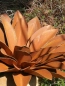 Preview: Edelrost Echeveria