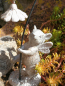 Preview: Elfenmaus Fipsi, Polyresin