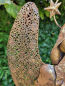 Preview: Dekoengel Adriel mit Schleife, Gold-Rost