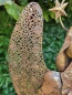 Preview: Dekoengel Adriel mit Schleife, Gold-Rost