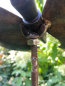 Preview: Edelrost Gartenstecker Schmetterling Admiral
