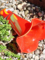 Preview: Glas Glockenblume Rot, zum Stecken