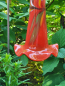 Preview: Glas Glockenblume Rot, zum Stecken